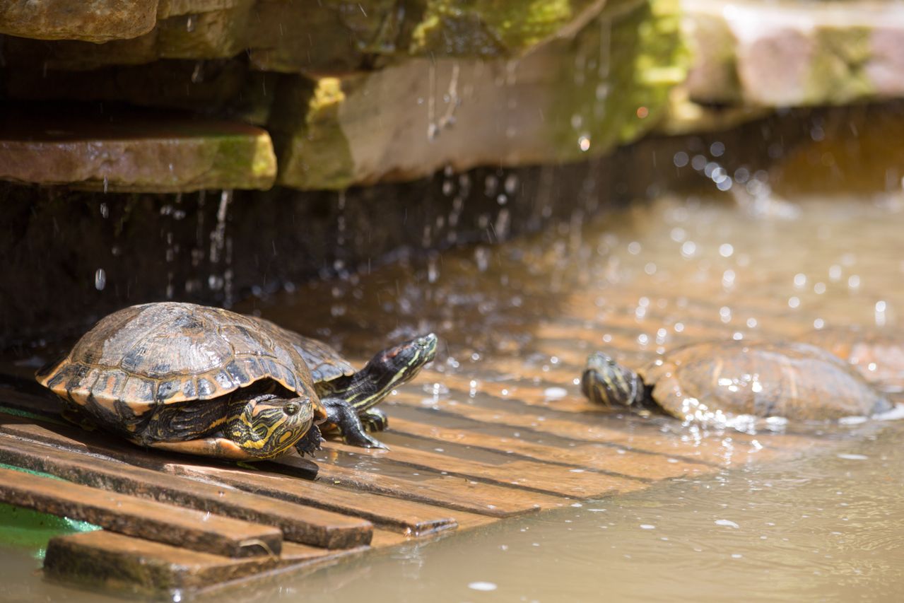 Coppola's Belize: Blancaneaux & Turtle Inn